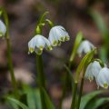 Frühlingsknotenblume (Leucojum vernum), Märzenbecher