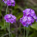 Mehlprimel (Primula farinosa)