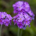 Mehlprimel (Primula farinosa)