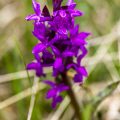 Kleines Knabenkraut (Anacamptis morio)