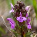 Wald-Läusekraut (Pedicularis sylvatica)