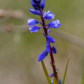 Bittere Kreuzblume (Polygala amara)