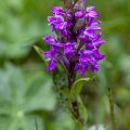 Kleines Knabenkraut (Anacamptis morio)
