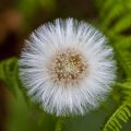 Huflattich- Blütenstand (Tussilago farfara)