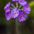 Mehlprimel (Primula farinosa)