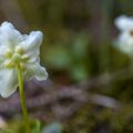 Moosauge (Moneses uniflora)