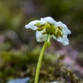 Moosauge (Moneses uniflora)