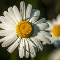 Margerite (Leucanthemum)
