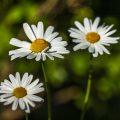 Margerite (Leucanthemum)