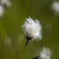 Schmalblättriges Wollgras (Eriophorum angustifolium)