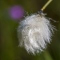 Schmalblättriges Wollgras (Eriophorum angustifolium)