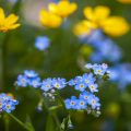 Wald-Vergissmeinnicht (Myosotis sylvatica)
