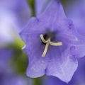 Alpen-Glockenblume (Campanula alpina)