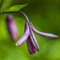 Türkenbund (Lilium martagon)