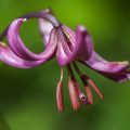 Türkenbund (Lilium martagon)