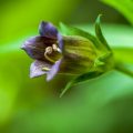 Schwarze Tollkirsche (Atropa belladonna)