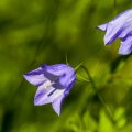 Rundblättrige Glockenblume (Campanula rotundifolia)