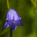 Rundblättrige Glockenblume (Campanula rotundifolia)