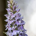 Geflecktes Knabenkraut (Dactylorhiza maculata)