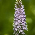 Geflecktes Knabenkraut (Dactylorhiza maculata)