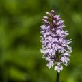Geflecktes Knabenkraut (Dactylorhiza maculata)