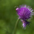 Mariendistel (Silybum marianum)