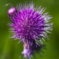 Mariendistel (Silybum marianum)