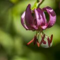 Türkenbund (Lilium martagon)