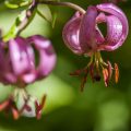 Türkenbund (Lilium martagon)