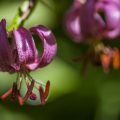 Türkenbund (Lilium martagon)