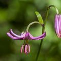 Türkenbund (Lilium martagon)