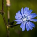 Gewöhnliche Wegwarte (Cichorium intybus)