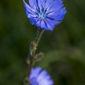 Gewöhnliche Wegwarte (Cichorium intybus)