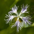 Feder-Nelke (Dianthus plumarius)