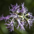 Feder-Nelke (Dianthus plumarius)