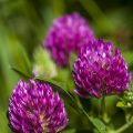 Hügel-Klee (Trifolium alpestre)