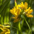 Gewöhnlicher Hornklee (Lotus corniculatus)