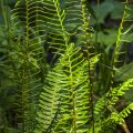 Rippenfarn (Blechnum spicant)