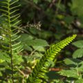 Rippenfarn (Blechnum spicant)