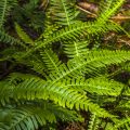 Rippenfarn (Blechnum spicant)