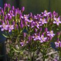 Tausendgüldenkraut (Centaurium quadrifolium)