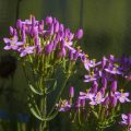 Tausendgüldenkraut (Centaurium quadrifolium)