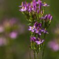 Tausendgüldenkraut (Centaurium quadrifolium)