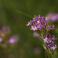 Tausendgüldenkraut (Centaurium quadrifolium)