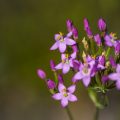 Tausendgüldenkraut (Centaurium quadrifolium)
