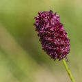 Großer Wiesenknopf (Sanguisorba officinalis