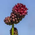 Großer Wiesenknopf (Sanguisorba officinalis