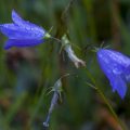 Zwerg-Glockenblume (Campanula cochleariifolia)
