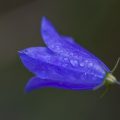 Zwerg-Glockenblume (Campanula cochleariifolia)