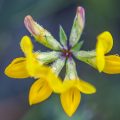 Gewöhnlicher Hornklee (Lotus corniculatus)